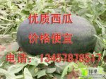 广西扶绥种植万亩西瓜5月上旬开始上市