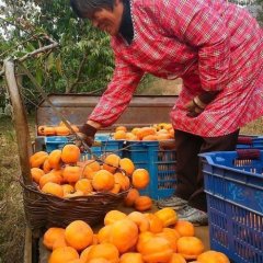 河南邓州9月黄柿子：新华西丁心德