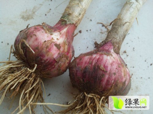 2014年河南通许杂交蒜价格