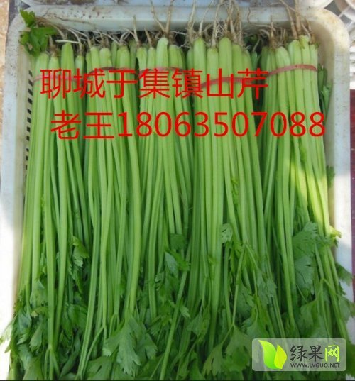 2014年山东东昌府山芹价格