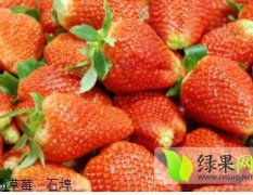山东昌邑丰香草莓：石埠镇李玉信