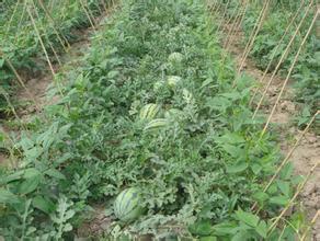 2014年山东安丘京欣价格