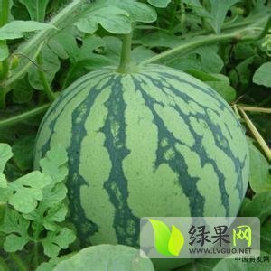 2014年山东青州京欣价格