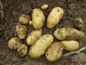 2014年山东滕州荷兰七号价格