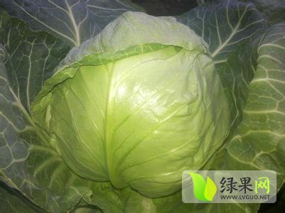 2014年河北定州中甘21甘蓝价格