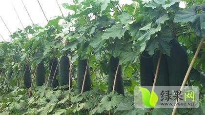 海南黑优大冬瓜 农家特色品种