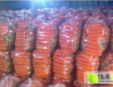 山东莱西三红萝卜开始大量上市