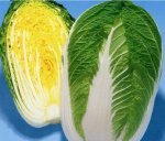2014年山东郯城菊锦价格