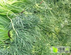 山东济阳代收、代购大蒜蒜薹