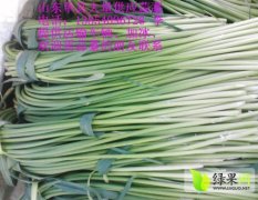 山东单县蒜薹已经开始上市
