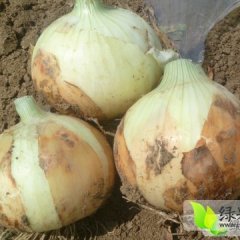 黄皮洋葱,优质品种上市！