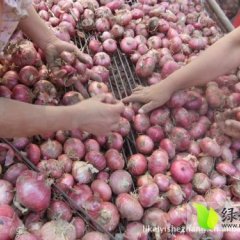 周口市西华县黄桥乡：红皮洋葱