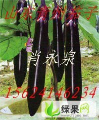 山东青州保护地栽培长紫茄大量供应