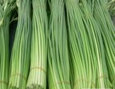 山东单县红帽、白帽蒜薹已供应