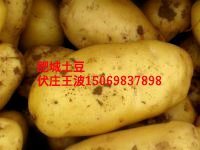 2014年山东肥城荷兰十五价格