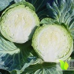 湖北当阳直接从百姓手中收获甘蓝