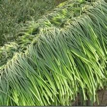 2014年河南杞县杞县大蒜蒜薹代价格