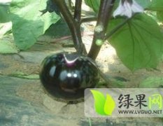 山东禹城快园茄种植经验好 量大质优