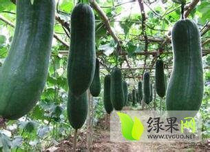 山东莘县大青皮冬瓜 量大货源充足