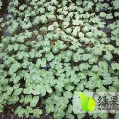 辽宁西瓜苗有一定的上涨趋势 抓紧抢购！