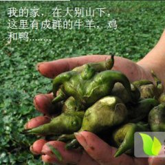 预售2014湖北黄冈蕲春新鲜大菱角大别山特产