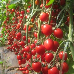 山东莘县樱桃西红柿上市量大 价格低