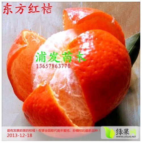 2014年广西荔浦优质东方红桔小苗价格