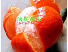 柑橘新品种/优质东方红桔大小苗/大棚脱毒苗出售
