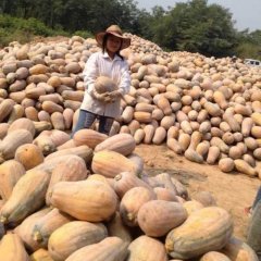 云南勐腊密本南瓜上市时间正常