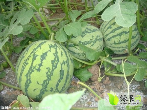 2014年河南南乐鲁青价格