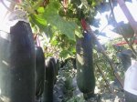 海南本人种植黑优大冬瓜即将开始采摘