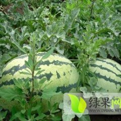 浙江余姚5月20日左右第一批西瓜上市