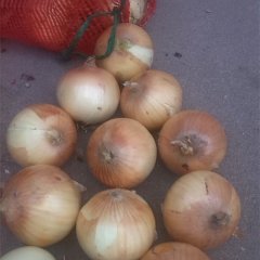 四川西昌自己种植黄皮洋葱300余吨