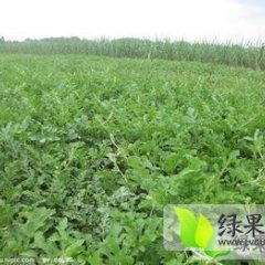 黑龙江富锦8月开始供应西瓜