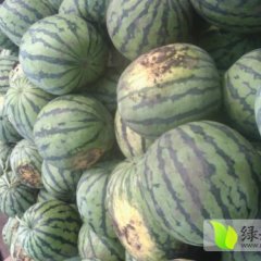 黑龙江西瓜7月开卖 日供应量大