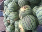 黑龙江西瓜7月开卖 日供应量大