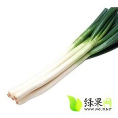 优质大葱千亩和大量的有机大葱 正值销售期