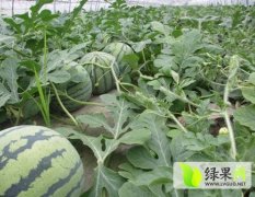 小兰、早春红玉，8424京欣，三仓镇万守荣