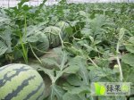 小兰、早春红玉，8424京欣，三仓镇万守荣