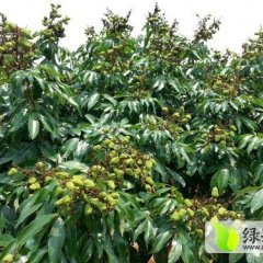 海南优质妃子笑荔枝品种