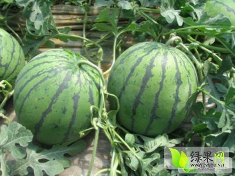 京欣.双星价格