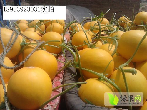 2016年山东莘县伊丽莎白价格