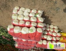 山东平度韩国黄心白菜,8714白菜