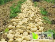 我处现有大量窖储大土豆 品种多