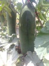 山东莘县铁冠军冬瓜现量大 价格稳定