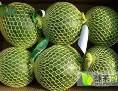 江苏海安东台西瓜品种特小凤等上市了