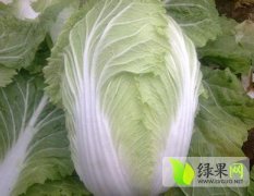 辽宁黑山供应的大棚春宝黄白菜质量高