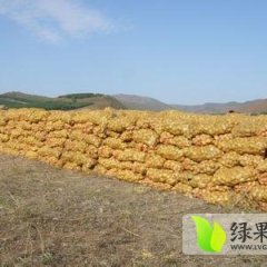 山东滕州上千亩即将成熟的土豆