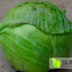 山东单县甘蓝目前价格稳定在0.13元左右