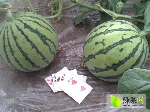 2014年河南夏邑8424西瓜价格